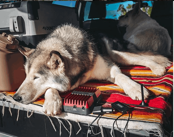 image of dog laying in a truck with a weboost